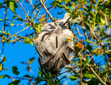 Tent caterpillar removal service in Regina
